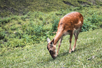 Sika deer female eating grass