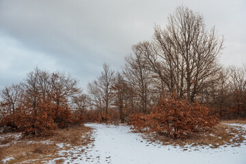 Naklejka na ściany i meble winter landscape in the woods