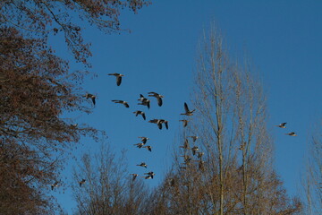 graugänse
