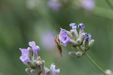 Mint moth on lavender