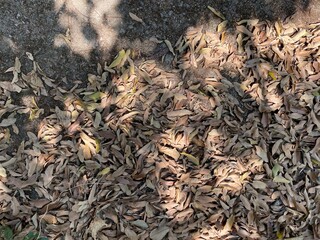 Different coloured dead leaves on the ground.