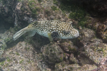 White-spotted pufferfish (Arothron hispidus) in Galapagos Islands, Ecuador