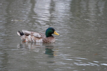 duck on the lake