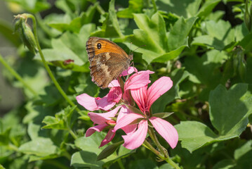 Gatekeeper butterfly pyronia tithonus on pink flower.