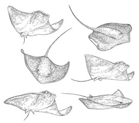 Stingray fish sketch icons, sting ray or manta underwater ocean creature. Vector isolated stingray species black and white engraving, oceanarium and marine wildlife symbol - obrazy, fototapety, plakaty