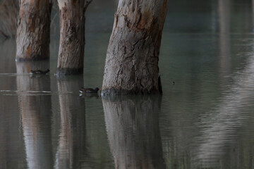 Coots in the lake watching tree reflections