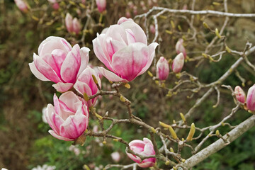 deciduous magnolia
