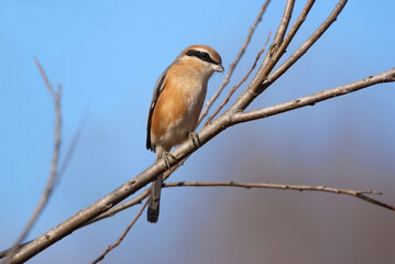 冬枯れの枝にモズ