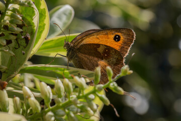 Gatekeeper butterfly Pyronia tithonus