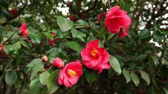 red flowers of flowering camellia trees in a romantic old spring garden 