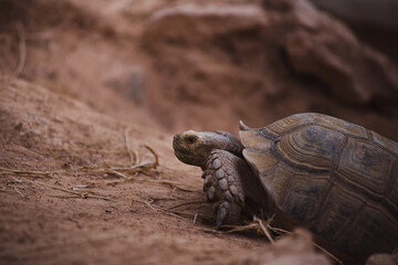 turtle on the rock