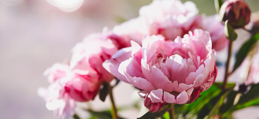 Naklejka na ściany i meble Beautiful flowers, peonies. Bouquet of pink peony background.