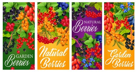 Farm garden and wild berries harvest posters. Black and red currant, japanese honeysuckle, hippophae and dogrose, cowberry, honeyberry and guelder rose, juniper vector. Natural berries orchard banners