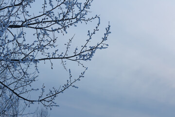 Beautiful evening sky with the tree branch covered with snow.