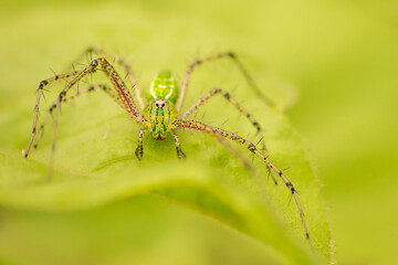 Green lynx spider (Peucetia viridans)