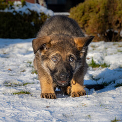 A nine weeks old German Shepherd puppy is looking straight into the camera. Snow in the background