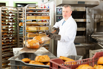 Experienced bakery worker pulling freshly baked loaves from industrial oven on wooden shovel ..