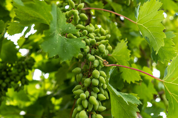 green grapes on the branch