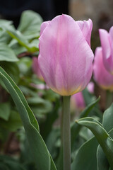 Pink tulip