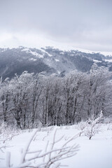 Beautiful winter landscape with snow covered trees