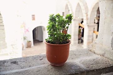 Fototapeta na wymiar A green plant inside a white building