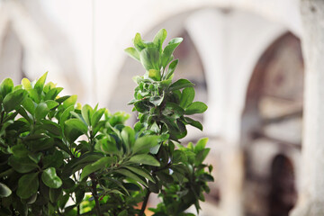 A green plant inside a white building