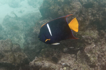 Fototapeta na wymiar king angelfish or passer angelfish (Holacanthus passer) - Galapagos Islands, Ecuador