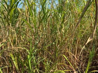 Obraz premium Green, yellow and brown tall grass.