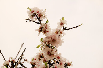 Almond trees in bloom under grey sky