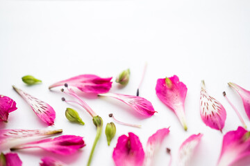 pink alstroemeria flowers on a white background. space for text