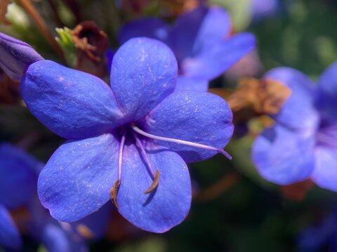 Closeup of a Blue sage flower.