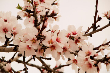 Almond trees in bloom under grey sky