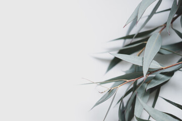 eucalyptus leaves on a white background . space for text