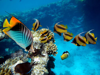 Underwater scene with several hard-corals. Bright-blue water background.