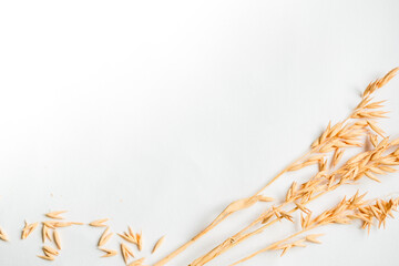 cereals spikelets on a white background. top view . flat lay. copy space 