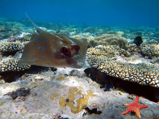 Underwater scene with several hard-corals. Bright-blue water background.