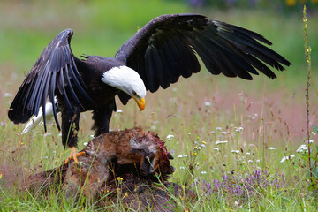 Bald eagle or American eagle (Haliaeetus leucocephalus) in a field with summer flowers eating a red fox in the Netherlands