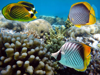 Naklejka na ściany i meble Underwater scene with several hard-corals. Bright-blue water background.
