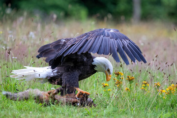 Bald eagle or American eagle (Haliaeetus leucocephalus) in a field with summer flowers eating a red fox in the Netherlands