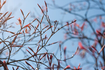 Japanese maple sprouting foliage