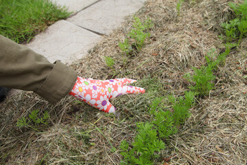 Mulching with dry grass around the shoots of carrots. Vegetable crops grow in the garden in organic...