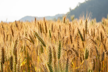 Wheat meadow. Ripe Gold Barley field in summer. Nature organic Yellow rye plant Growing to harvest.