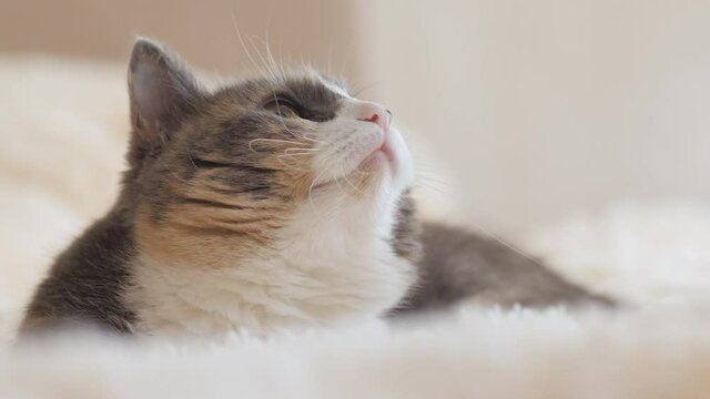 cute curious grey cat lying on bed on plaid indoors and looking up playfully, concept of lovely pets, cozy morning