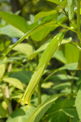 Obraz premium Angels trumpet