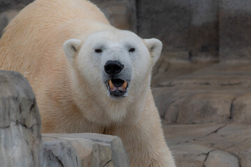 polar bear 