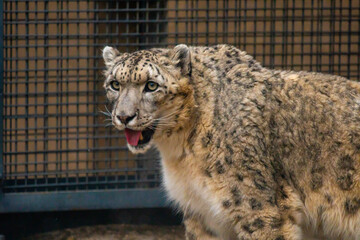 snow leopard portrait