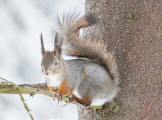 squirrel on a tree branch. forest