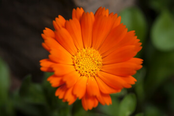 Orange flower