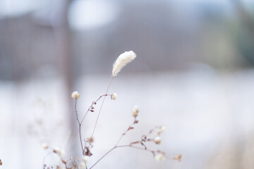 雪をかぶった冬のねこじゃらし