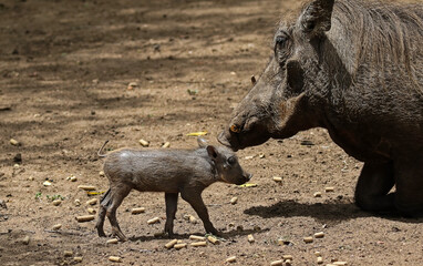 Warthog mother's kiss.